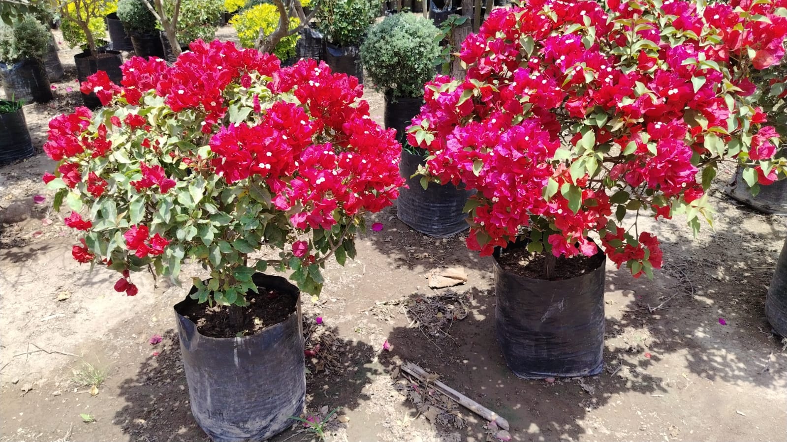 Vivero